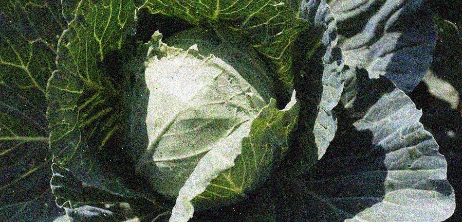 czech garden vegetables